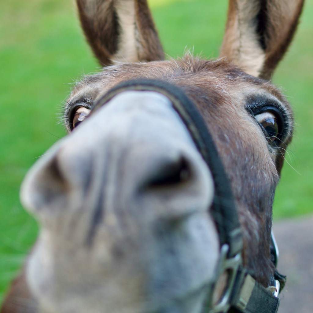 Donkey Derby Days Returns to Cripple Creek for&nbsp;2025