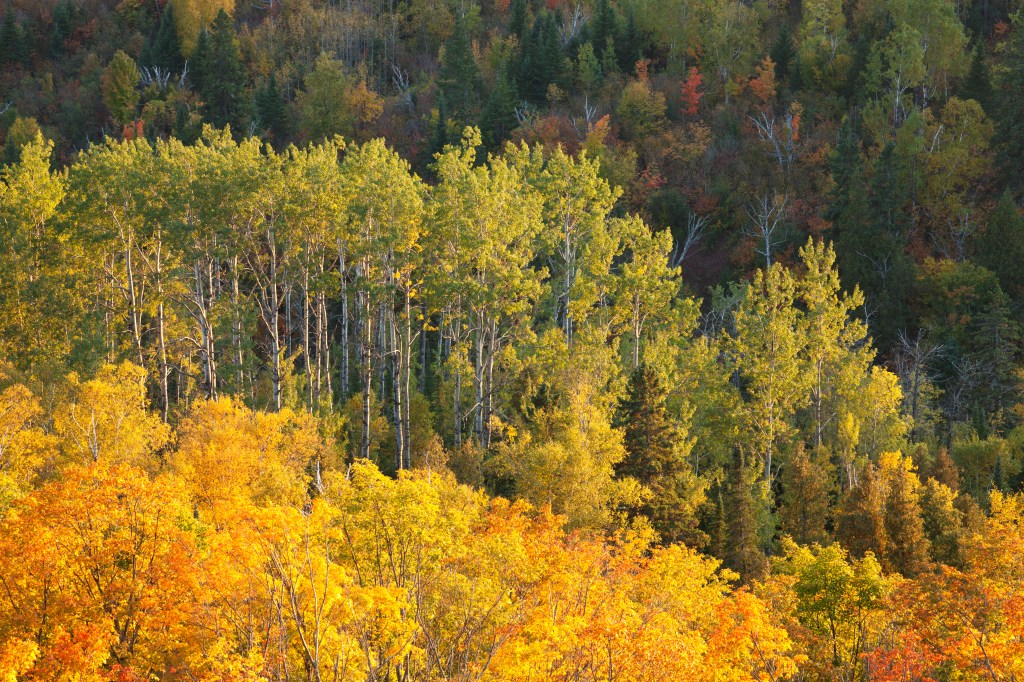 The Leaf Peeper’s Guide to Teller County,&nbsp;Colorado