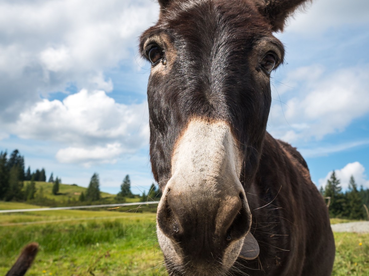 Family-Friendly Things to Do in Cripple Creek (Beyond the&nbsp;Casinos)