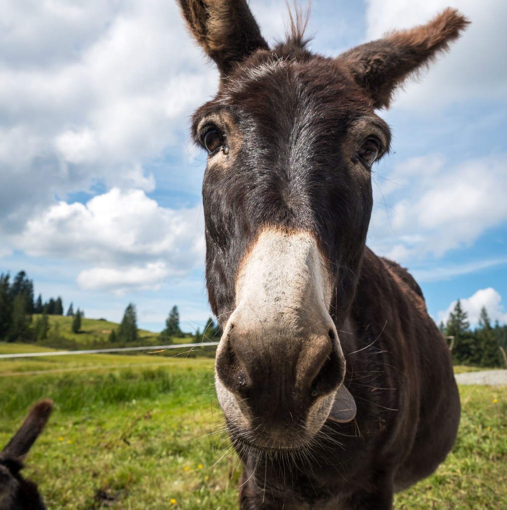 Family-Friendly Things to Do in Cripple Creek (Beyond the&nbsp;Casinos)