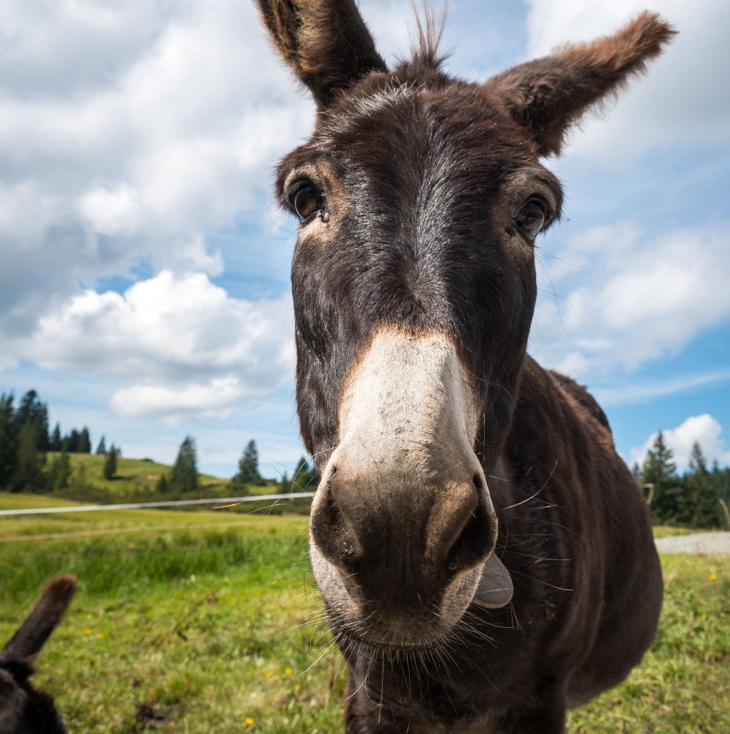 Family-Friendly Things to Do in Cripple Creek (Beyond the&nbsp;Casinos)