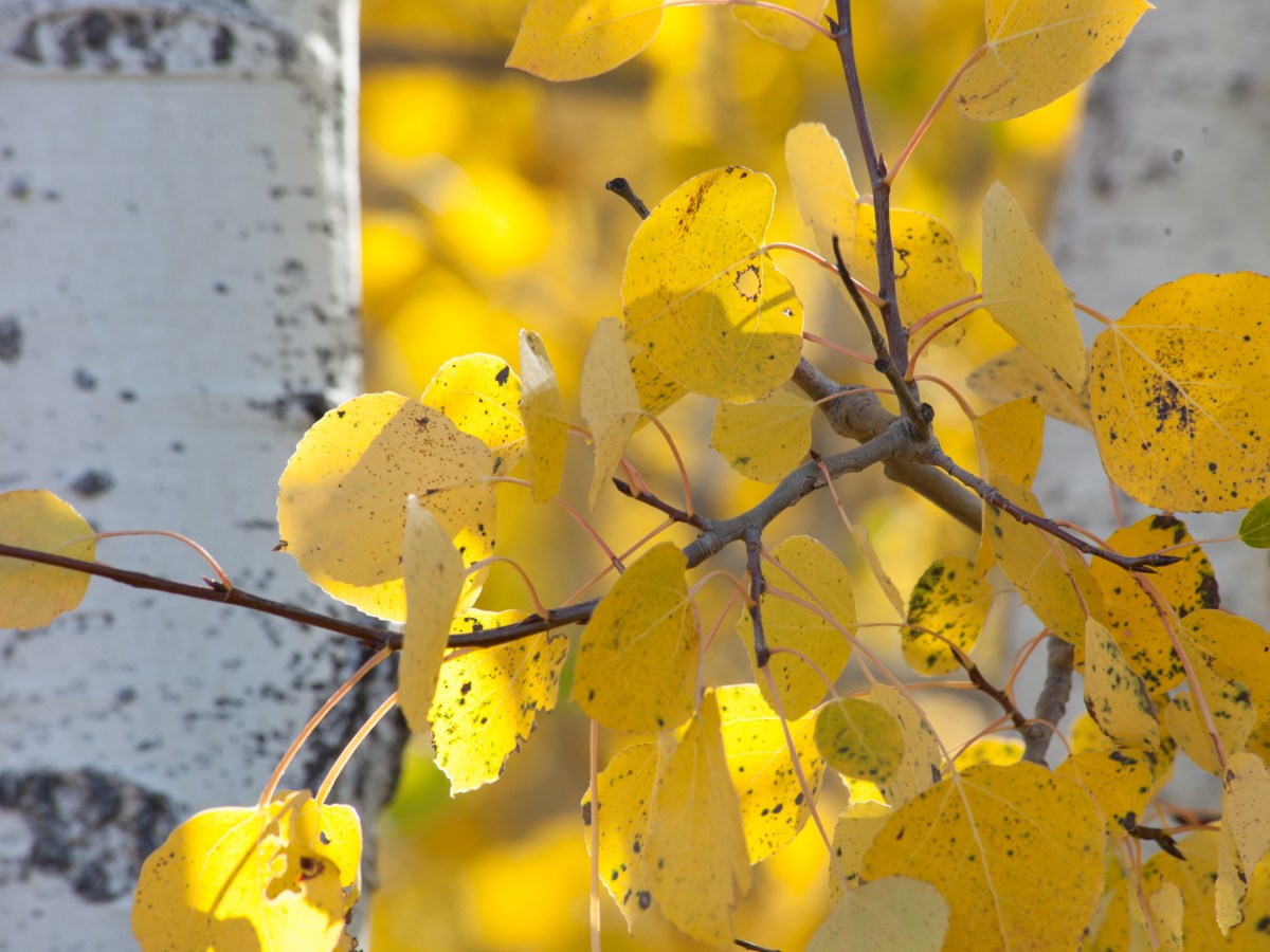 Now Is the Time to Go Leaf Peeping in Teller&nbsp;County