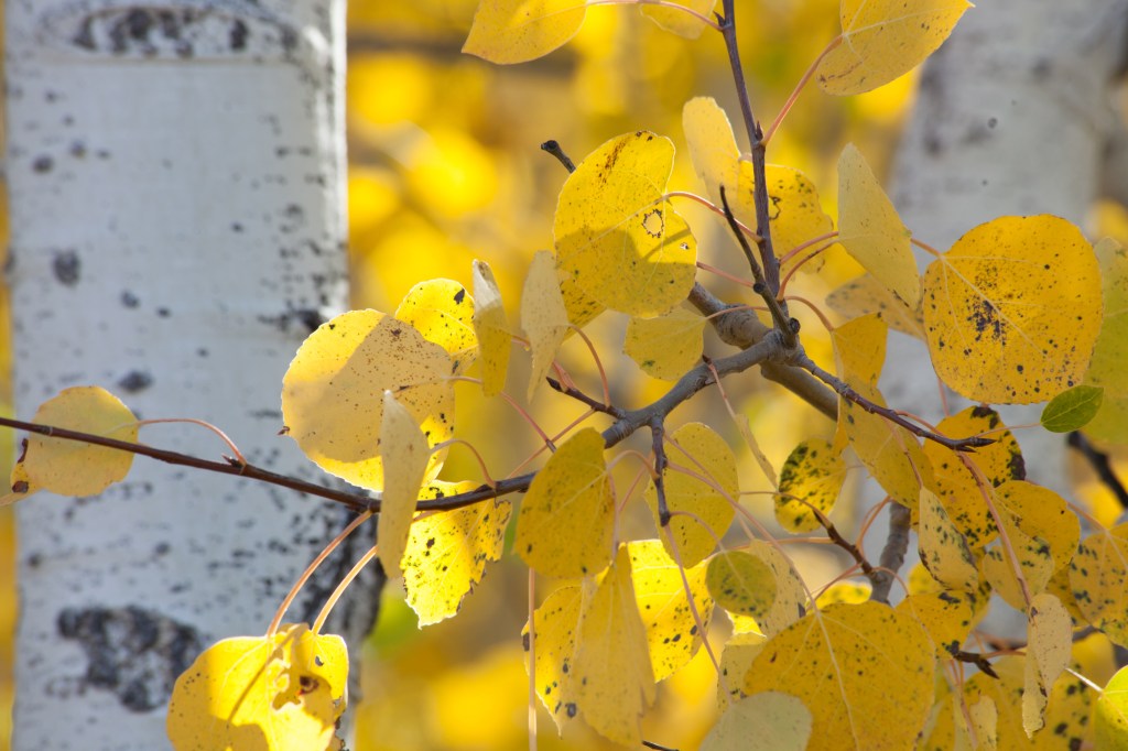 Now Is the Time to Go Leaf Peeping in Teller County